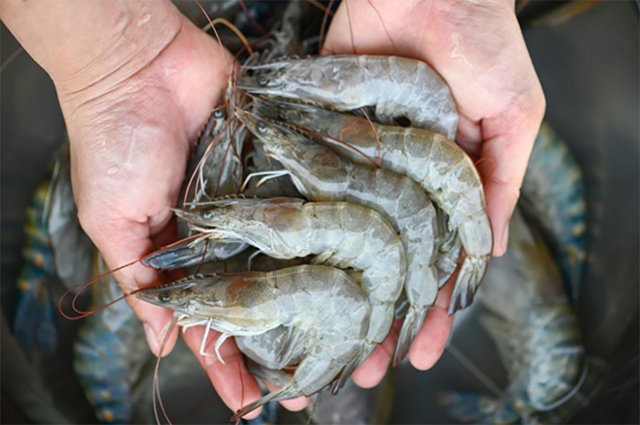 冷凍蝦怎麼煮才好吃?解密退冰與烹調方式,蝦子顏色、熟度一次掌握